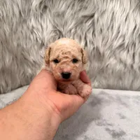 Duke, a male Bichpoo for sale in Donna, TX – Photo 3 of 8