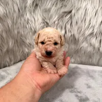 Duke, a male Bichpoo for sale in Donna, TX – Photo 8 of 8