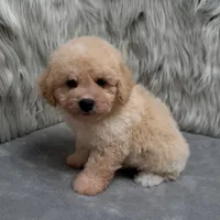 Duke, a male Bichpoo for sale in Donna, TX – Photo 6 of 10