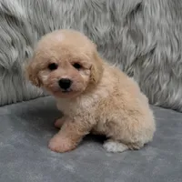 Duke, a male Bichpoo for sale in Donna, TX – Photo 8 of 10