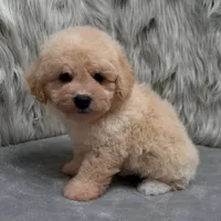 Duke, a male Bichpoo for sale in Donna, TX – Photo 5 of 10