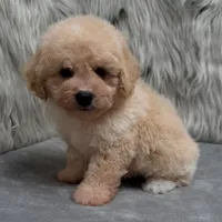 Duke, a male Bichpoo for sale in Donna, TX – Photo 2 of 10