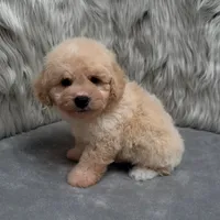 Duke, a male Bichpoo for sale in Donna, TX – Photo 7 of 10