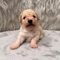 Duke, a male Bichpoo for sale in Donna, TX – Photo 2 of 8
