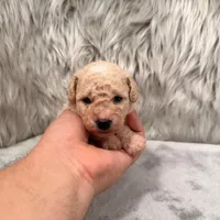 Duke, a male Bichpoo for sale in Donna, TX – Photo 6 of 8