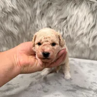 Duke, a male Bichpoo for sale in Donna, TX – Photo 4 of 8
