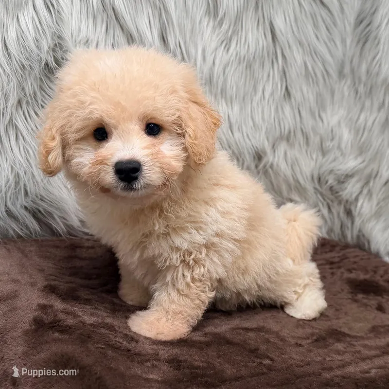 Duke – Bichpoo puppy for sale in Donna, TX