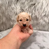 Duke, a male Bichpoo for sale in Donna, TX – Photo 5 of 8
