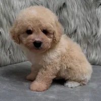 Duke, a male Bichpoo for sale in Donna, TX – Photo 4 of 10