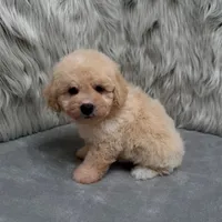 Duke, a male Bichpoo for sale in Donna, TX – Photo 9 of 10
