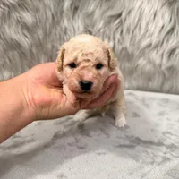 Duke, a male Bichpoo for sale in Donna, TX – Photo 7 of 8