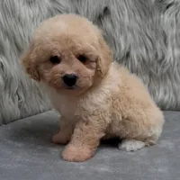 Duke, a male Bichpoo for sale in Donna, TX – Photo 3 of 10