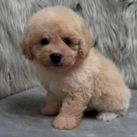 Duke, a male Bichpoo for sale in Donna, TX – Photo 1 of 10