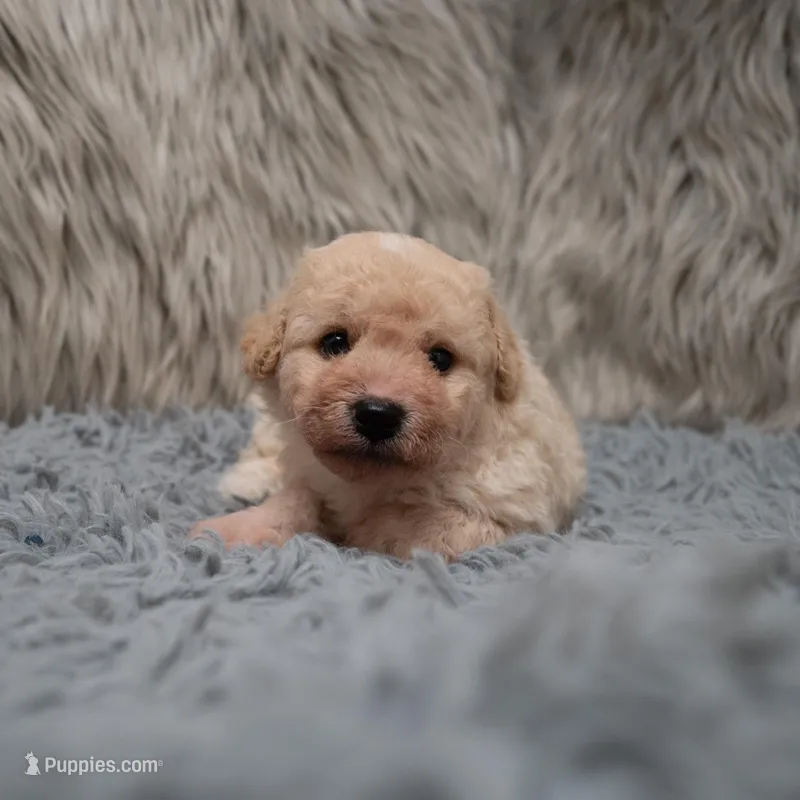 Duke – Bichpoo puppy for sale in Donna, TX