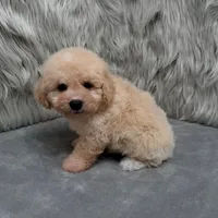 Duke, a male Bichpoo for sale in Donna, TX – Photo 10 of 10