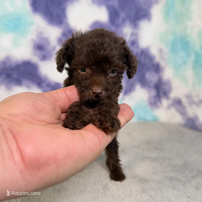 Buddy  – Poodle - Miniature  puppy for sale in Donna, TX