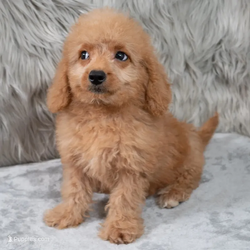 Ranger – Miniature Goldendoodle puppy for sale in Donna, TX