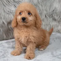 Ranger, a male Miniature Goldendoodle for sale in Donna, TX – 1 of 9