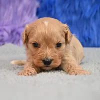 Bentley - 7 day return guarantees, a male Cavapoo for sale in Donna, TX – 5 of 10