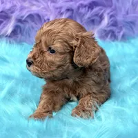 Henry , a male Cavapoo for sale in Donna, TX – 3 of 7