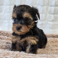 Maggie , a female Yorkshire Terrier for sale in Donna, TX – 2 of 10