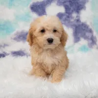 Archie, a male Miniature Goldendoodle for sale in Donna, TX – 1 of 5