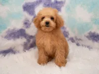 Lily, a female Miniature Goldendoodle for sale in Donna, TX – 5 of 6