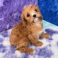 Stella , a female Cavapoo for sale in Donna, TX – 8 of 10
