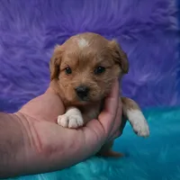 Chloe , a female Cavapoo for sale in Donna, TX – 2 of 5