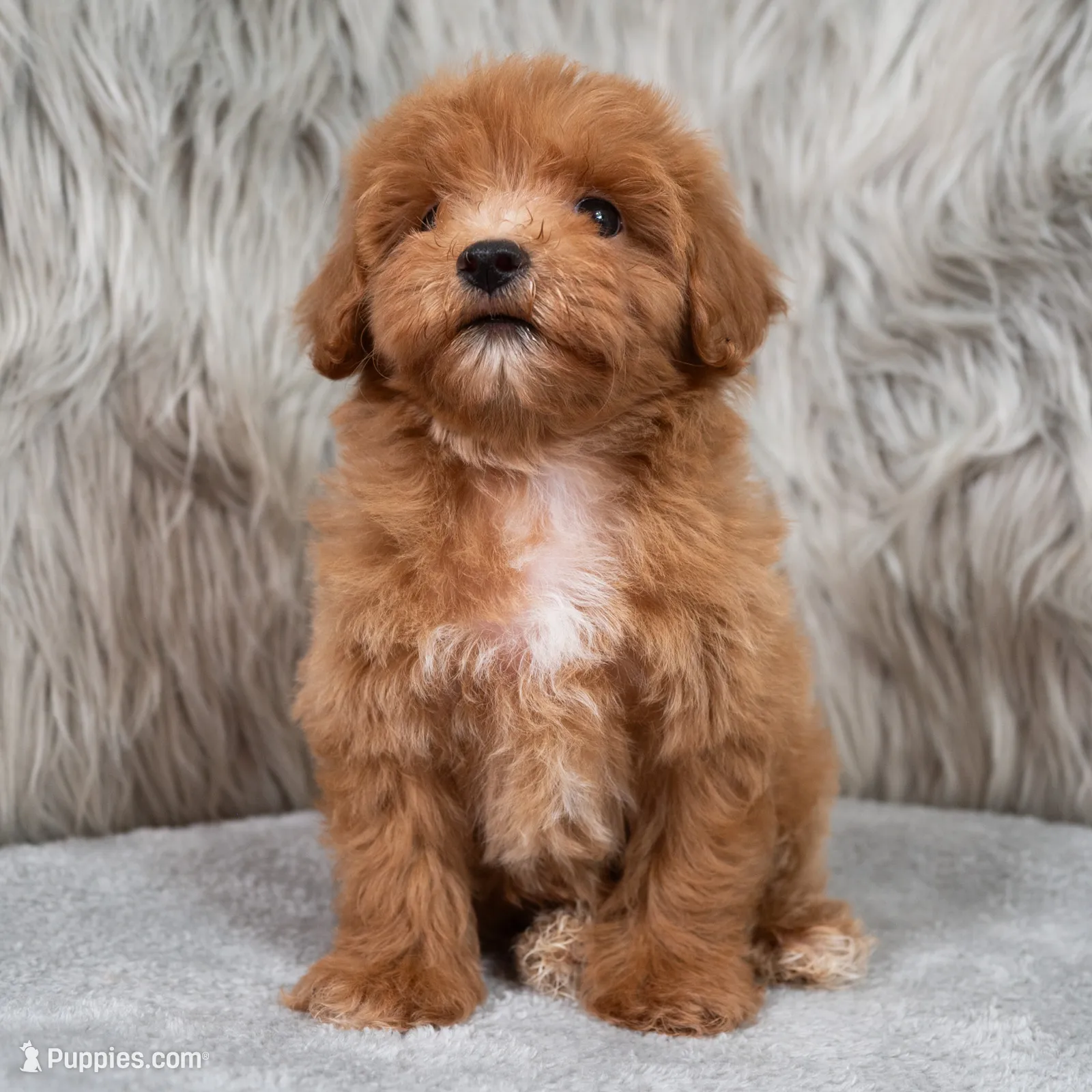 Blue – Maltipoo Puppy for Sale in Donna, TX | Puppies.com