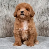 Blue , a male Maltipoo for sale in Donna, TX – 5 of 7