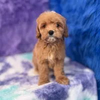 Scout , a male Cavapoo for sale in Donna, TX – 2 of 10