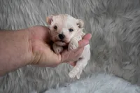 Murphy , a male Maltipoo for sale in Donna, TX – 8 of 10