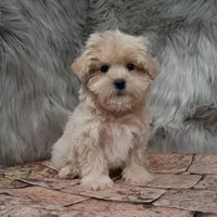 Finn , a male Maltipoo for sale in Donna, TX – Photo 3 of 8