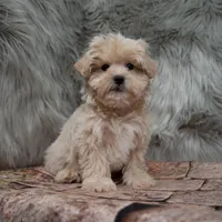 Finn , a male Maltipoo for sale in Donna, TX – Photo 1 of 8