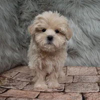 Finn , a male Maltipoo for sale in Donna, TX – Photo 2 of 8