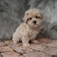 Finn , a male Maltipoo for sale in Donna, TX – Photo 8 of 8