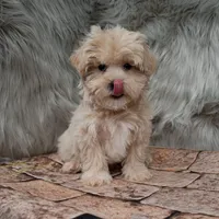 Finn , a male Maltipoo for sale in Donna, TX – Photo 7 of 8