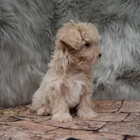 Finn , a male Maltipoo for sale in Donna, TX – Photo 6 of 8