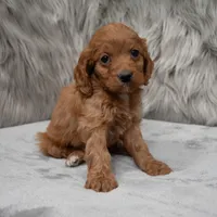Dexter , a male Cockapoo for sale in Donna, TX – Photo 6 of 8