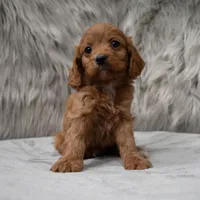 Dexter , a male Cockapoo for sale in Donna, TX – Photo 1 of 8