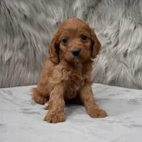 Dexter , a male Cockapoo for sale in Donna, TX – Photo 3 of 8