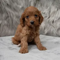 Dexter , a male Cockapoo for sale in Donna, TX – Photo 7 of 8