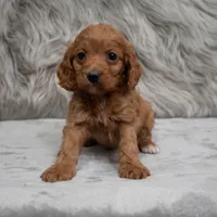 Dexter , a male Cockapoo for sale in Donna, TX – Photo 2 of 8