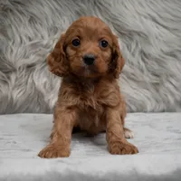 Dexter , a male Cockapoo for sale in Donna, TX – Photo 5 of 8
