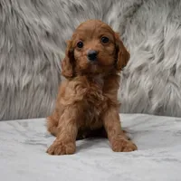Dexter , a male Cockapoo for sale in Donna, TX – Photo 8 of 8