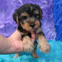 Cooper, a male Yorkshire Terrier for sale in Donna, TX – 7 of 10