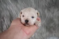 Mike , a male Maltipoo for sale in Donna, TX – 2 of 10