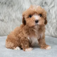 Monic , a female Maltipoo for sale in Donna, TX – 1 of 7