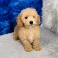 Max, a male Miniature Goldendoodle for sale in Donna, TX – 2 of 7